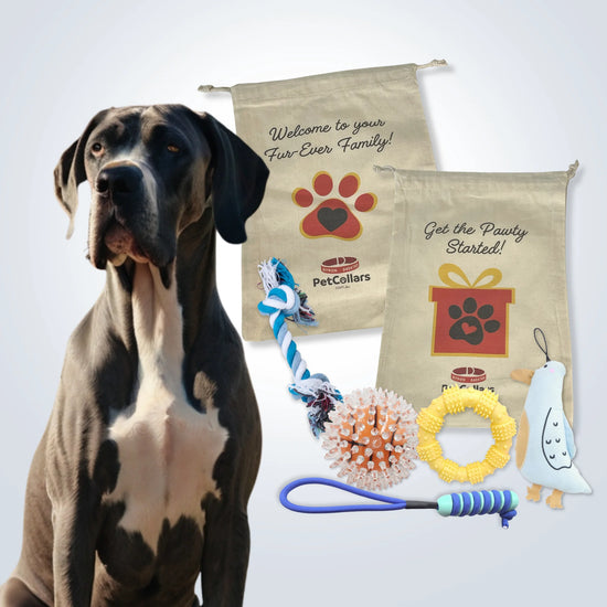 Signature Gift Set for Large Dogs with toys and gift bag