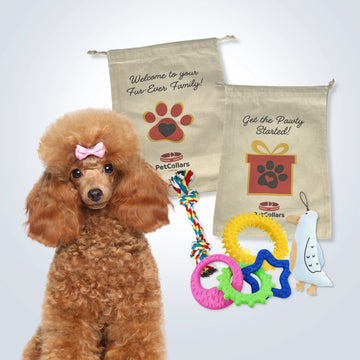 Signature Gift Set for Small Dogs