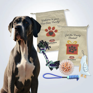 Signature Gift Set for Large Dogs with toys and gift bag