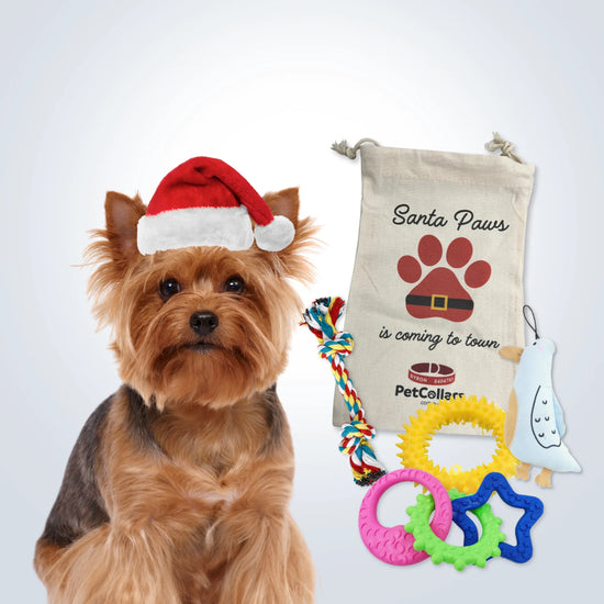 Christmas Signature Gift Set for Small Dogs with toys and festive gift bag