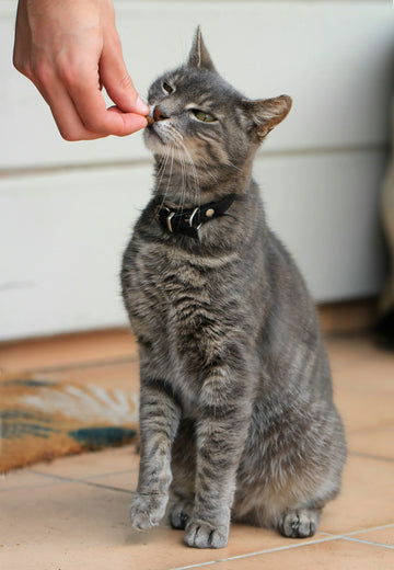 Cat Nutrition: The Foundation of Feline Health