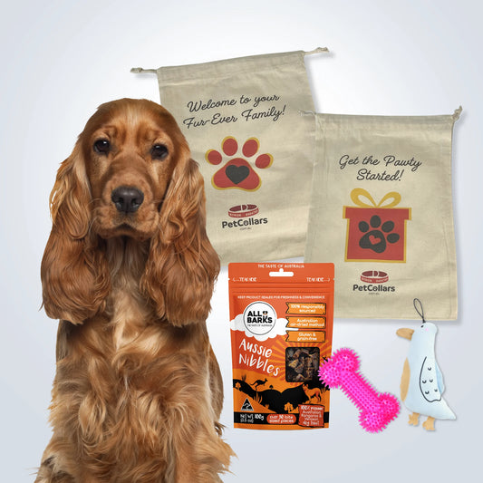 Essentials Gift Set for Medium Dogs with toys, treats and gift bag