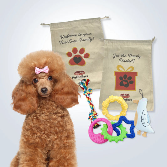 Signature Gift Set for Small Dogs